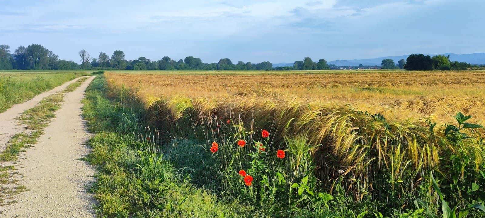 Campi di grano dorato e papaveri lungo il sentiero