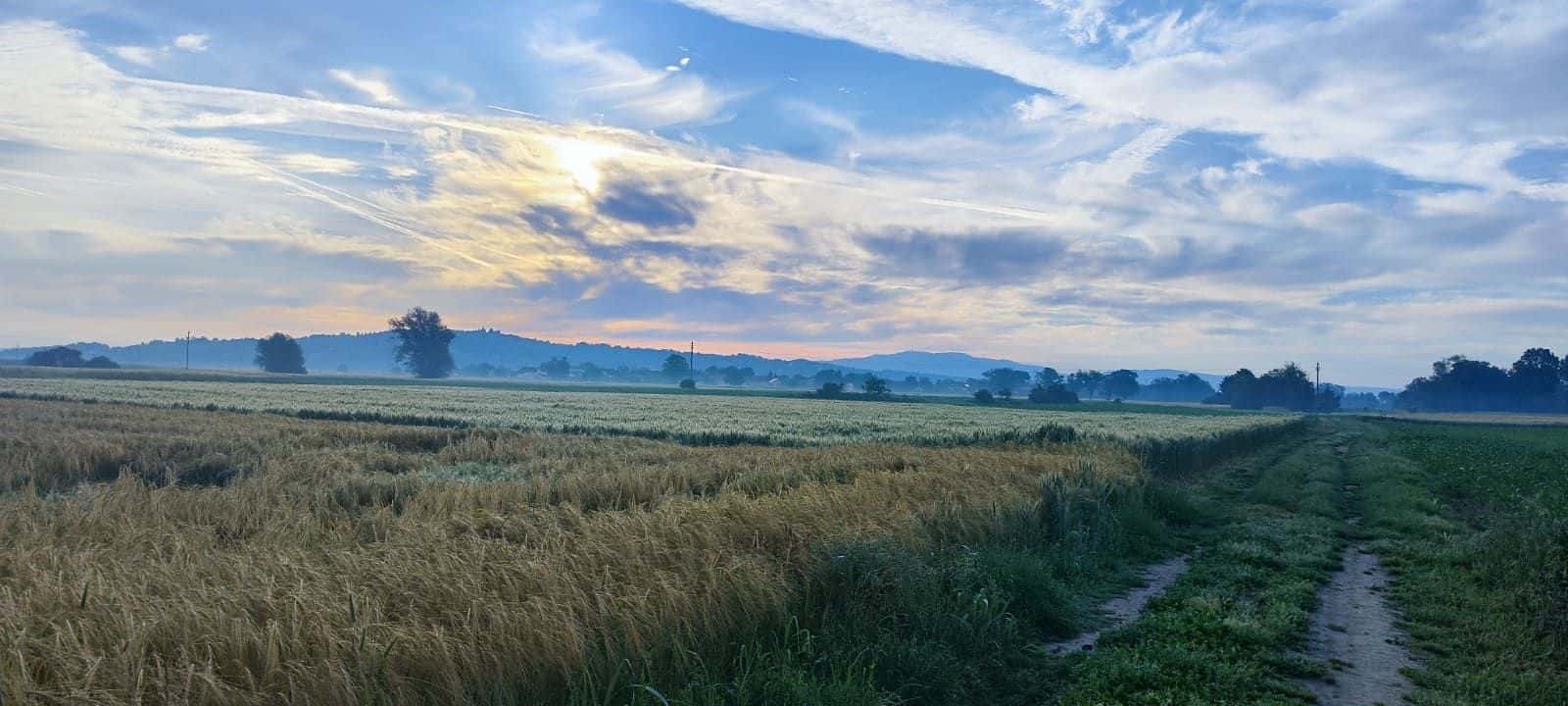 Alba sui campi vicino a Mihalovec
