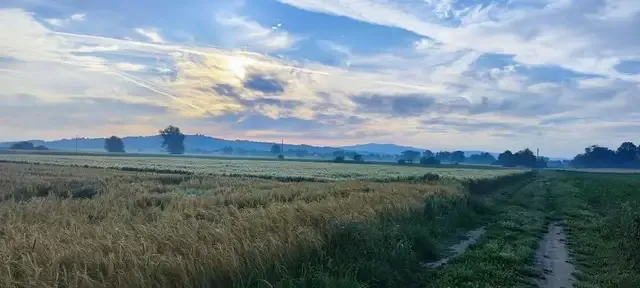 Zlata žitna polja ob sončnem zahodu
