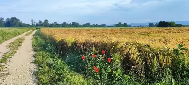 Panorama brežiške ravnice